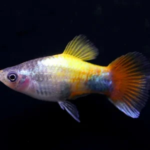 Blue Butterfly Platies aka Blue Butterfly Mickey Mouse Platy (Xiphophorus maculatus) – Tank Bred