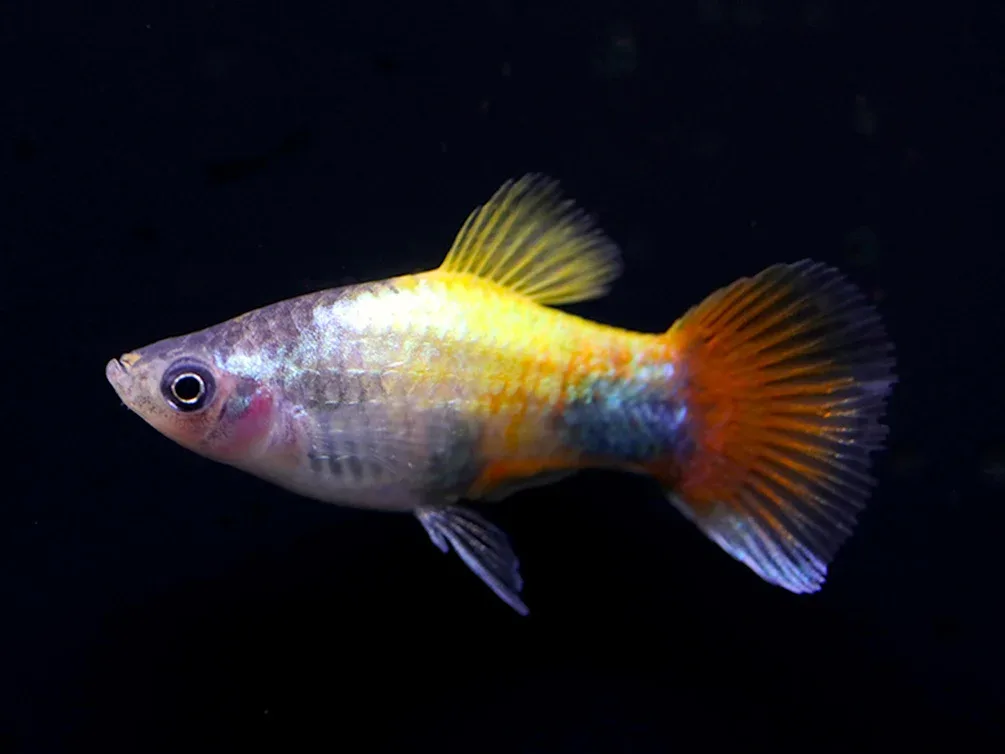 Blue Butterfly Platies aka Blue Butterfly Mickey Mouse Platy (Xiphophorus maculatus) – Tank Bred