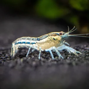 Blue Cajun Dwarf Crayfish/Mini Lobster (Cambarellus shufeldtii "Blue"), Tank-Bred!