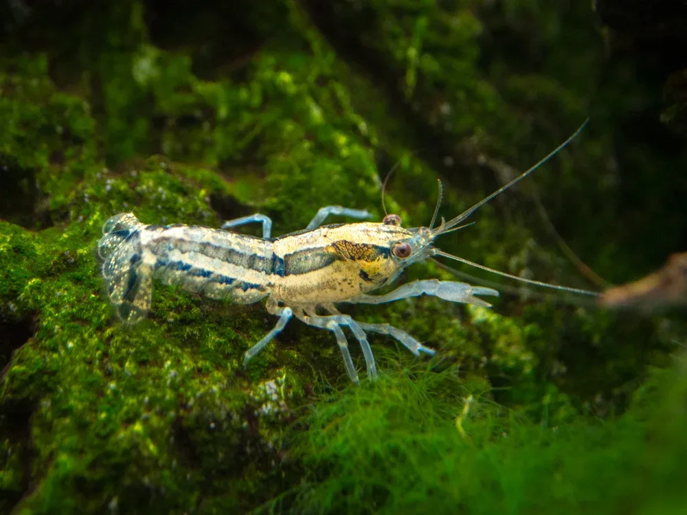 Blue Cajun Dwarf Crayfish/Mini Lobster (Cambarellus shufeldtii "Blue"), Tank-Bred! - Image 2