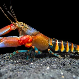 Blue Claw Zebra Crayfish (Cherax peknyi)