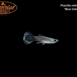 Blue Cobra Guppy (Poecilia reticulata)