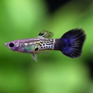 Blue Cobra Guppy (Poecilia reticulata) – Tank Bred