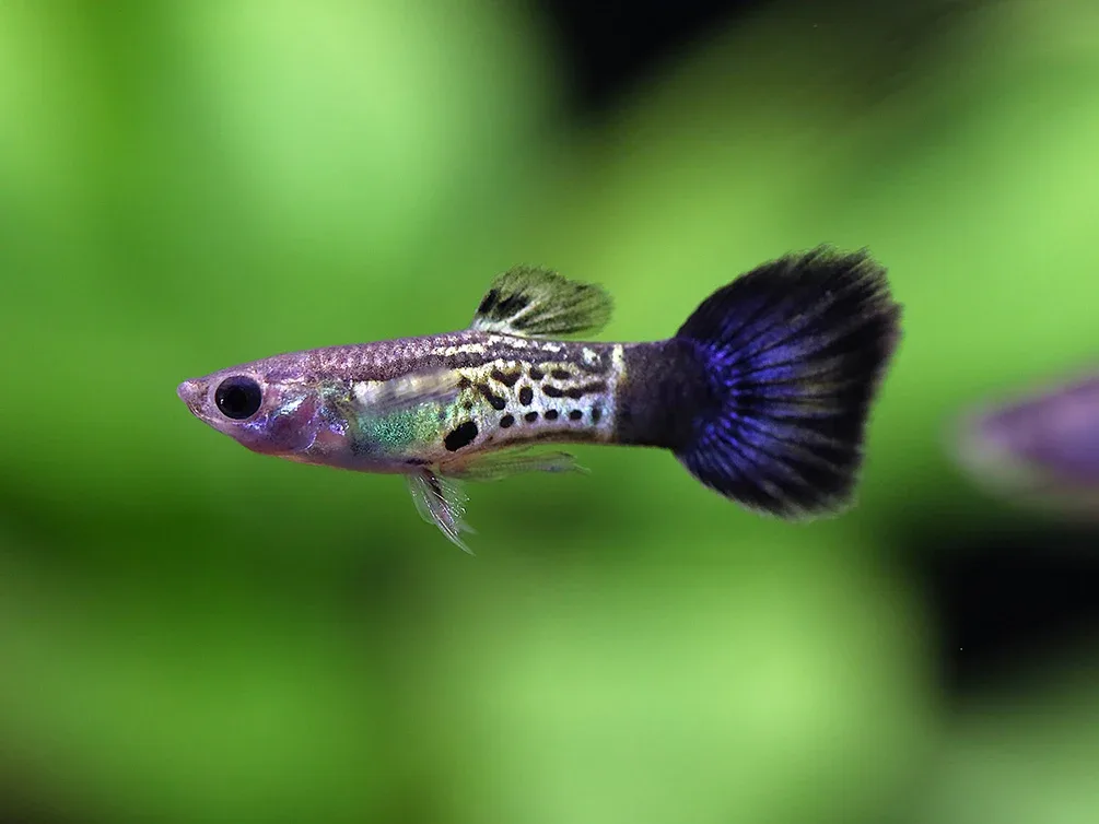 Blue Cobra Guppy (Poecilia reticulata) – Tank Bred