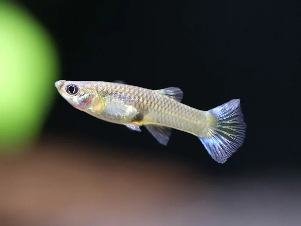Blue Cobra Guppy (Poecilia reticulata) – Tank Bred - Image 2