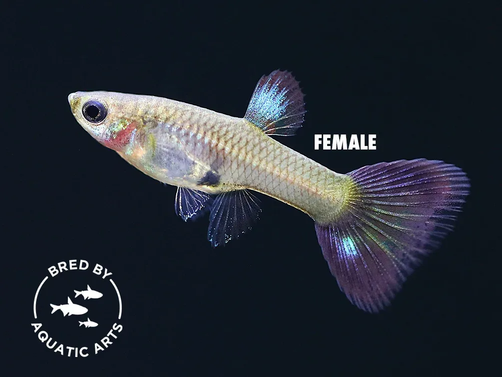 Blue Coral Guppy (Poecilia reticulata), BREDBY: Aquatic Arts - Image 2