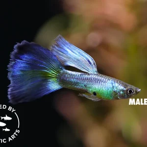 Blue Coral Guppy (Poecilia reticulata), BREDBY: Aquatic Arts
