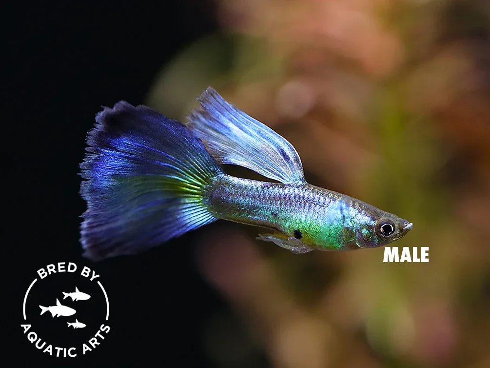 Blue Coral Guppy (Poecilia reticulata), BREDBY: Aquatic Arts