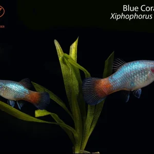 Blue Coral Platy (Xiphophorus maculatus)