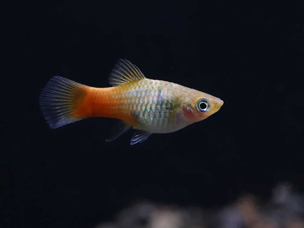 Blue Coral Platy (Xiphophorus maculatus) – Tank Bred - Image 2