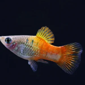 Blue Coral Platy (Xiphophorus maculatus) – Tank Bred