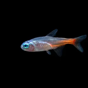Blue Diamond AKA Diamond Head Neon Tetra (Paracheirodon innesi var. "Blue Diamond"), Tank-Bred