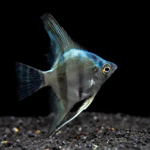 Blue Diamond Angelfish (Pterophyllum scalare) - Tank-Bred!