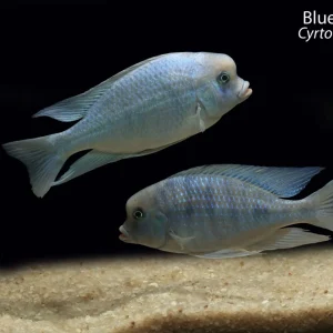 Blue Dolphin (Cyrtocara moorii)