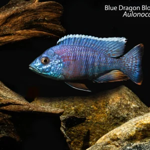 Blue Dragon Blood Peacock (Aulonocara sp.)