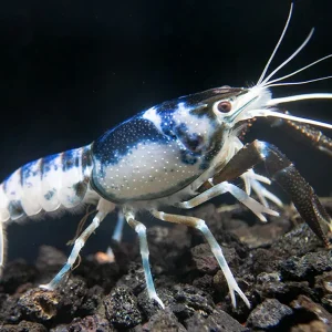 Blue Dragon Crayfish Breeder Combo Box