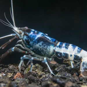 Blue Dragon Crayfish (Procambarus clarkii “Blue Dragon"), Tank-Bred