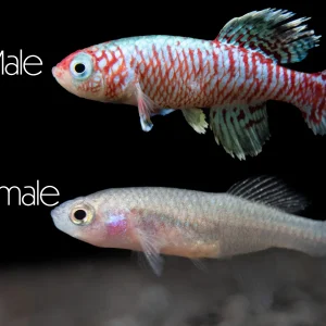 Blue Egger's Killifish (Nothobranchius eggersi), Tank-Bred!