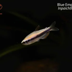 Blue Emperor Tetra (Inpaichthys kerri)