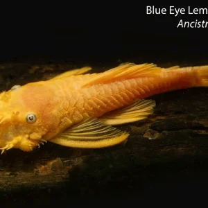 Blue Eye Lemon Bushynose (Ancistrus sp.)