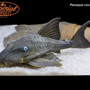 Blue Eye Panaque (Panaque cochliodon)