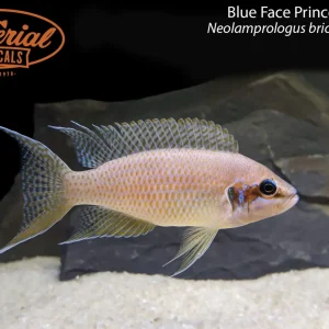 Blue Face Princess "Kipili" (Neolamprologus brichardi "Kipili")