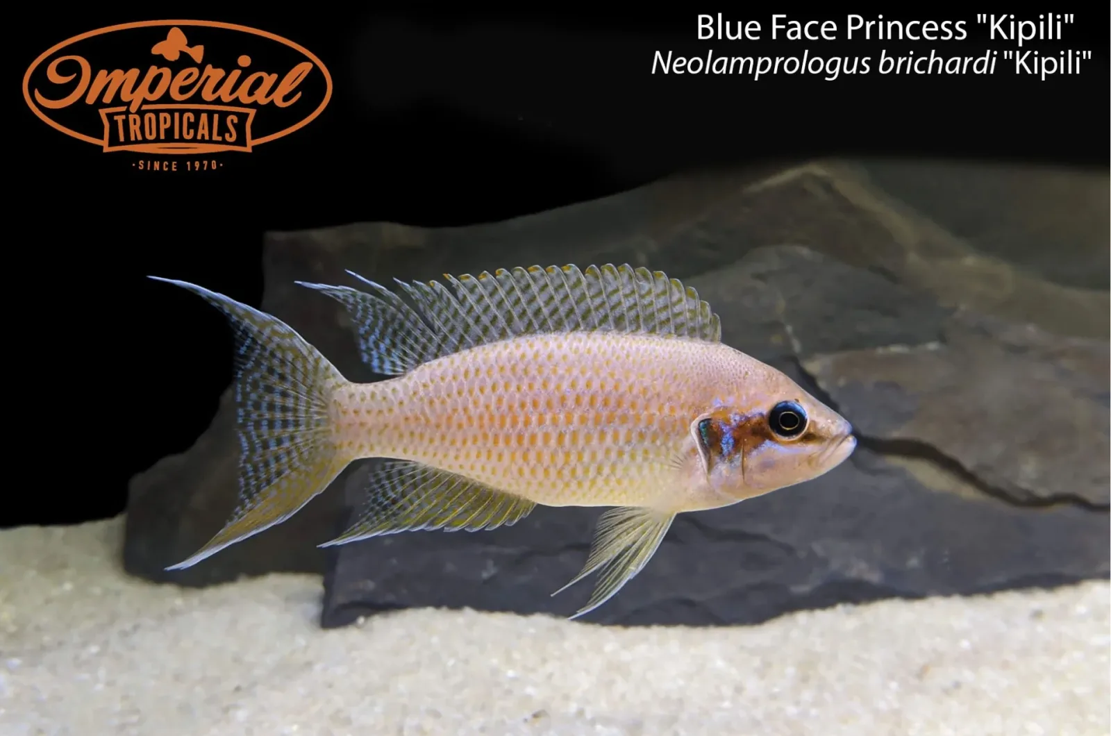 Blue Face Princess "Kipili" (Neolamprologus brichardi "Kipili")