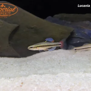 Blue Fin Killifish (Lucania goodei)