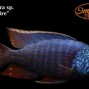 Blue Fire Peacock (Aulonocara sp.)