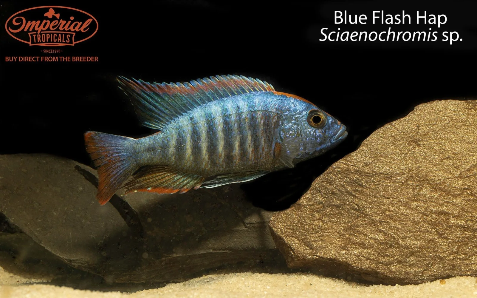 Blue Flash Hap (Sciaenochromis sp.) - Image 2