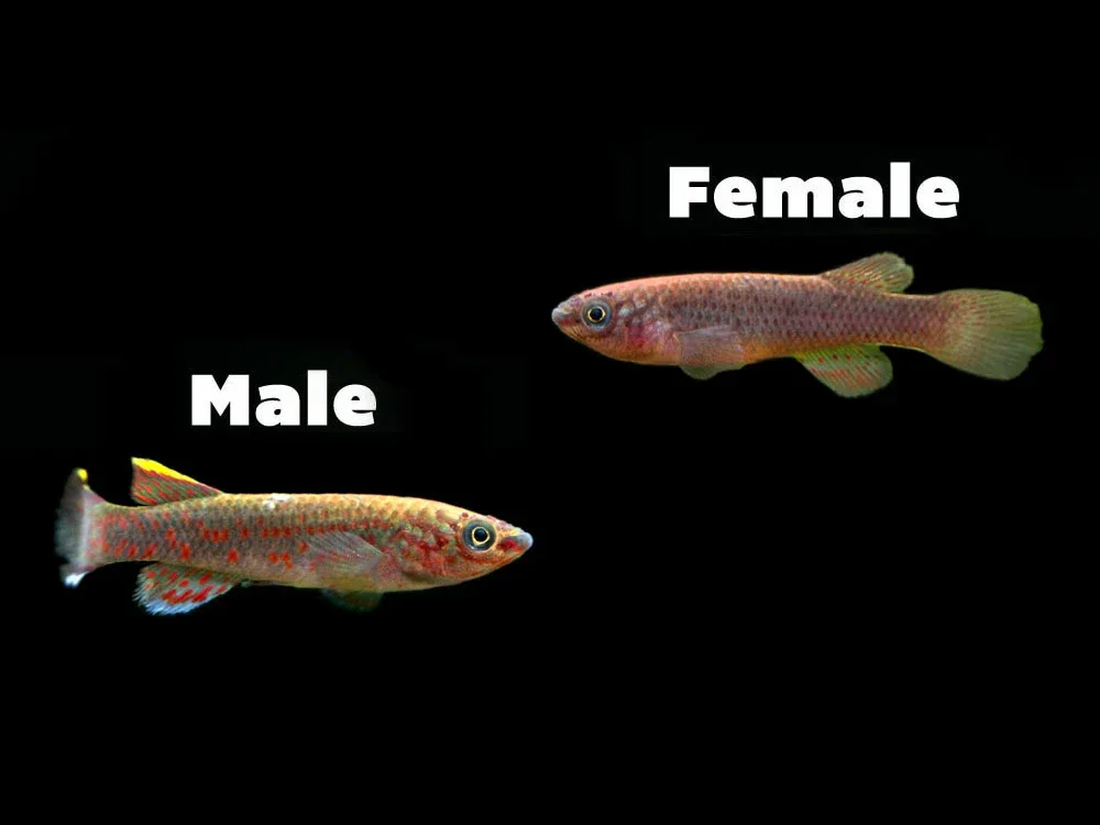 Blue Gardner's AKA Steel Blue Killifish (Fundulopanchax gardneri), Tank-Bred! - Image 2