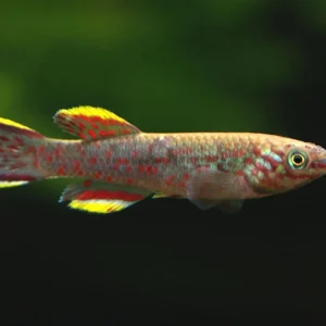 Blue Gardner's AKA Steel Blue Killifish (Fundulopanchax gardneri), Tank-Bred!