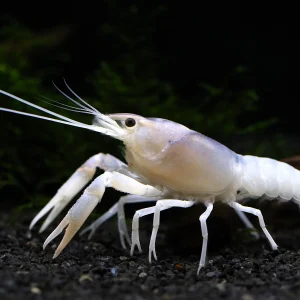 Blue Ghost Crayfish (Procambarus clarkii “Blue Ghost"), Tank-Bred