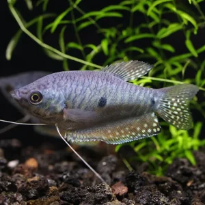 Blue Gourami (Trichopodus trichopterus) - Tank Bred