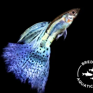 Blue Grass Guppy (Poecilia reticulata), BREDBY: Aquatic Arts
