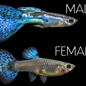 Blue Grass Tail Guppy (Poecilia reticulata), Tank-Bred!