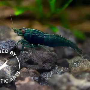 Blue Green Emerald Shrimp (Neocaridina davidi), BREDBY: Aquatic Arts