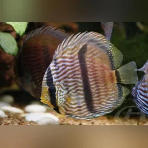 Blue Heckel Discus WILD Fish