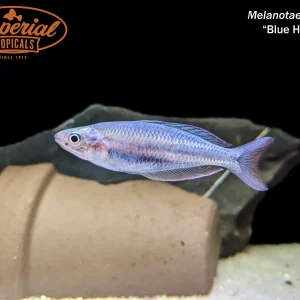Blue Hole Rainbowfish (Melanotaenia sp.)
