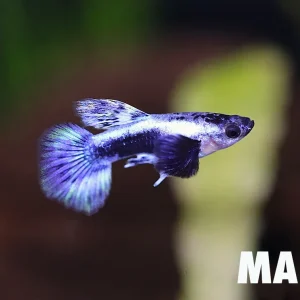 Blue Ivory Guppy (Poecilia reticulata) – Tank Bred