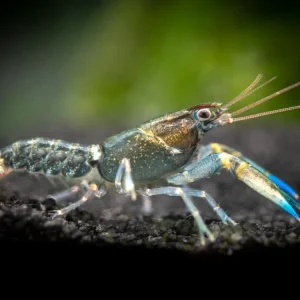 Blue Kong Zebra Crayfish (Cherax alyciae), BREDBY: Aquatic Arts