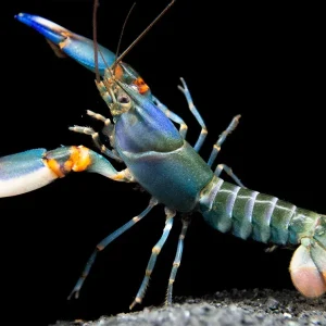 Blue Kong Zebra Crayfish (Cherax alyciae)