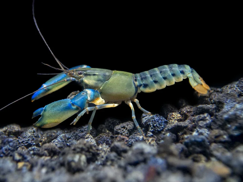 Blue Lightning Striped Crayfish (Cherax misolicus) - Image 2