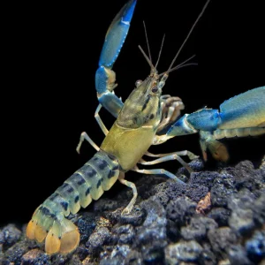 Blue Lightning Striped Crayfish (Cherax misolicus)