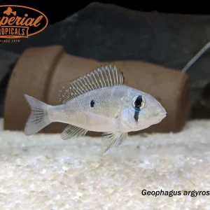 Blue Lip Geophagus (Geophagus argyrostictus)