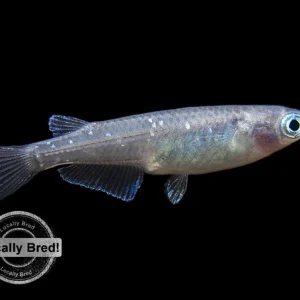 Blue Medaka Ricefish aka Japanese Ricefish/Killifish (Oryzias latipes "Blue") - Locally-Bred!