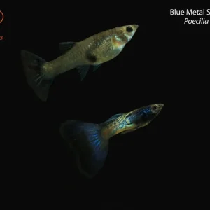 Blue Metal Snakeskin Guppy (Poecilia reticulata)