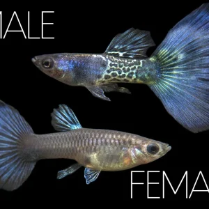 Blue Metal Snakeskin Guppy (Poecilia reticulata), BREDBY: Aquatic Arts