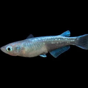 Blue Miyuki Medaka Ricefish aka Japanese Ricefish/Killifish (Oryzias latipes), Tank-Bred