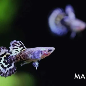 Blue Mosaic Guppy (Poecilia reticulata) – Tank Bred